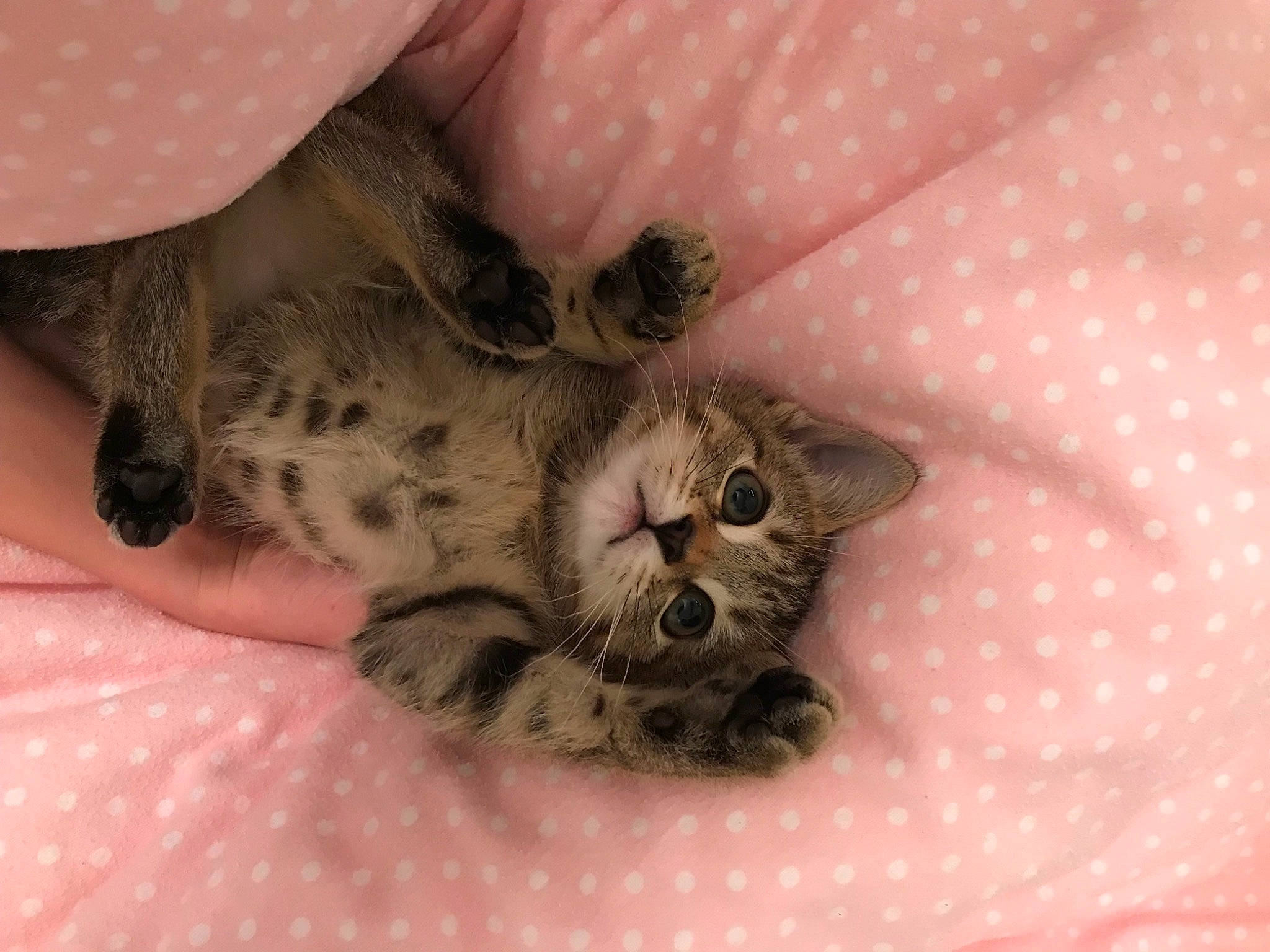 Winnie joined the competition — help win amazing prizes! carnivore, cat, claw, close_up, comfort, domestic_short_haired_cat, fawn, felidae, foot, fur, linens, nail, pattern, paw, small_to_medium_sized_cats, snout, terrestrial_animal, whiskers