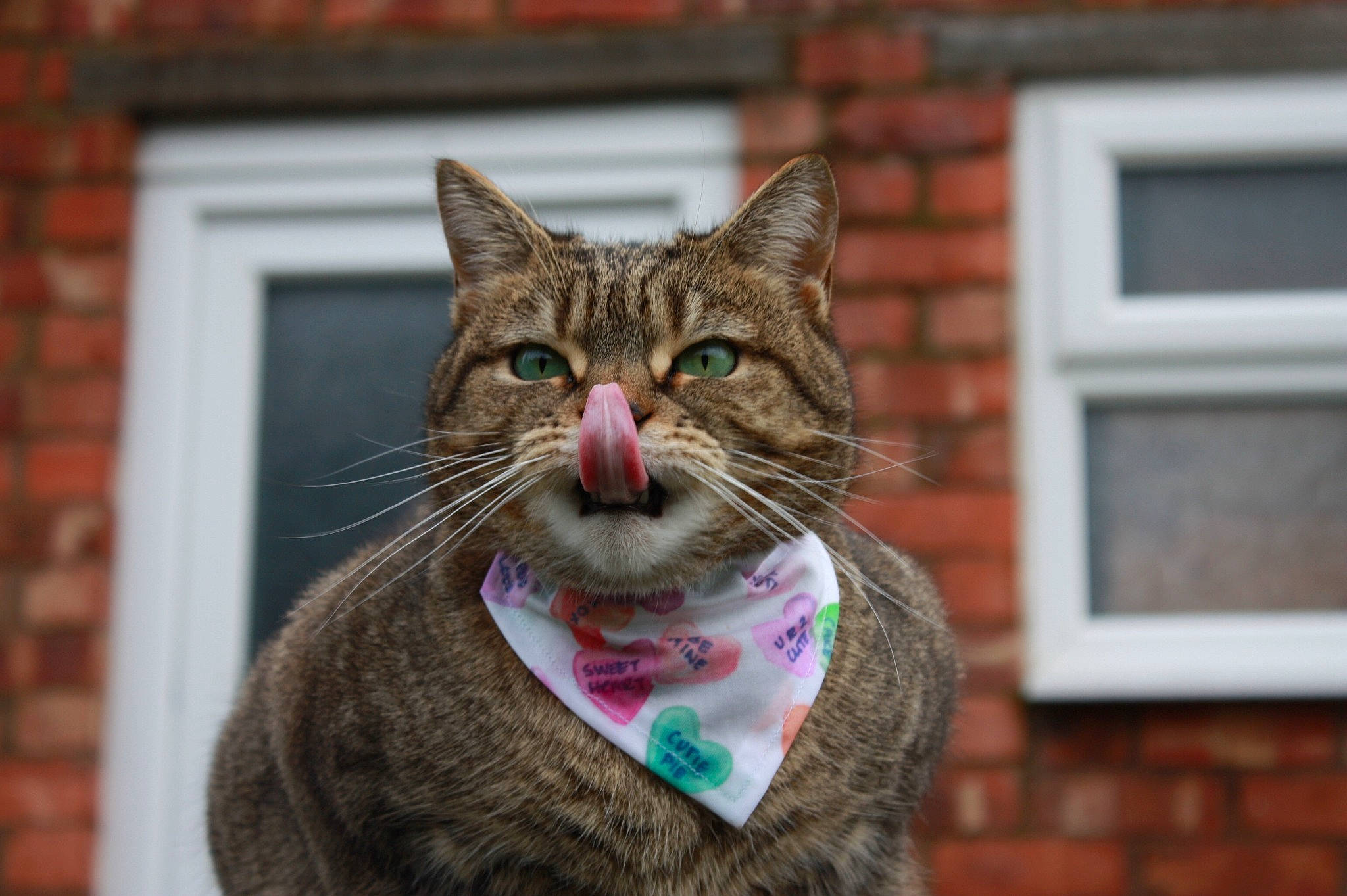 Winnie joined the competition — help win amazing prizes! brick, brickwork, carnivore, cat, domestic_short_haired_cat, facade, fawn, felidae, fur, plant, sitting, small_to_medium_sized_cats, snout, tree, whiskers, wildlife, window