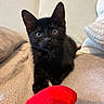 black_cat, kitten, blue_eyes, plush_toy, heart_shaped, couch, beige, cozy, indoor, pet, feline, cute, curious, lying_down, soft_texture, whiskers, ears_up, young_cat, close_up, relaxed
