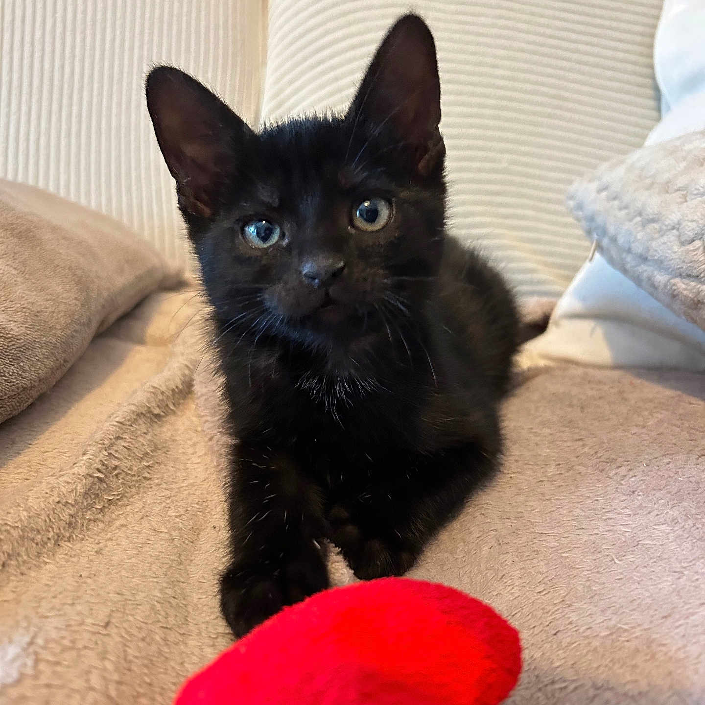 Nala