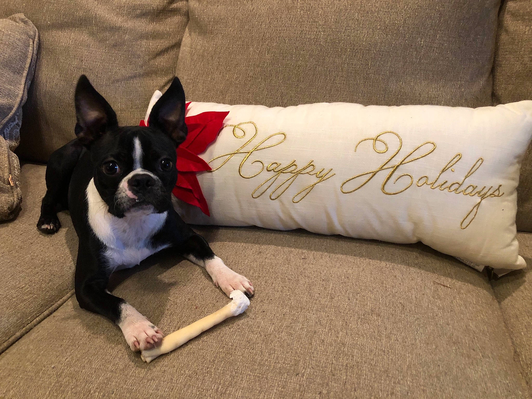 Duke is registered to the contest to win money with this photo: canidae, carmine, carnivore, comfort, companion_dog, couch, dog, dog_breed, dog_supply, fawn, flooring, font, furniture, grey, human_leg, linens, pillow, sporting_group, tail, toy_dog