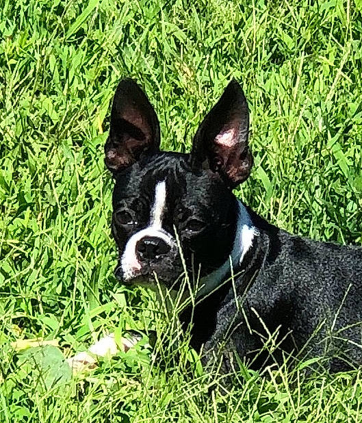 Duke joined the competition — help win amazing prizes! boston_terrier, canidae, carmine, carnivore, collar, companion_dog, dog, dog_breed, dog_collar, ear, fawn, french_bulldog, grass, groundcover, plant, snout, sporting_group, terrestrial_animal, whiskers, working_animal