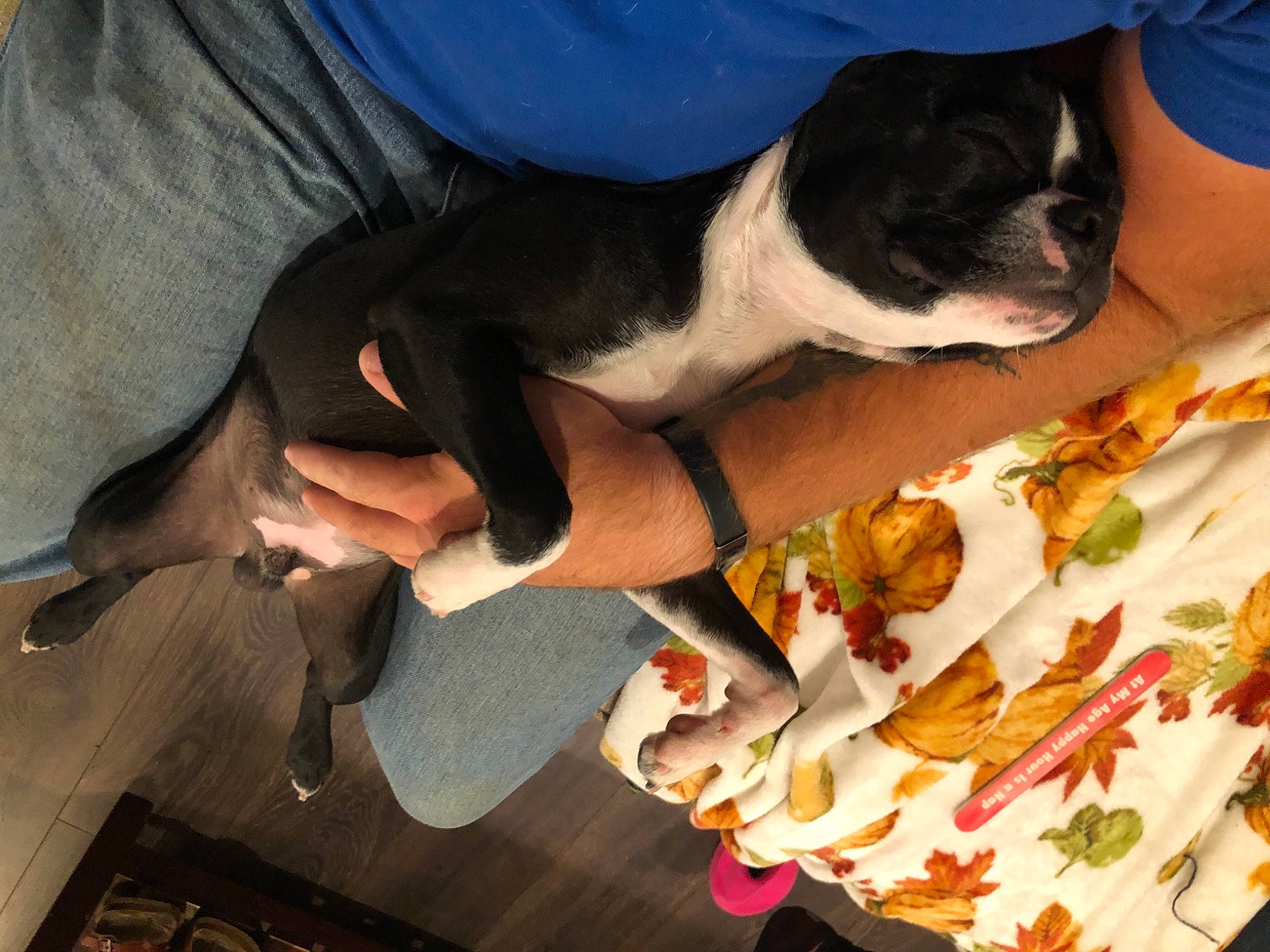 Duke is registered to the contest to win money with this photo: boston_terrier, canidae, carnivore, comfort, companion_dog, couch, dog, dog_breed, elbow, fawn, fur, human_leg, lap, linens, nap, paw, sleep, tail, thigh, toy_dog