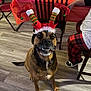 dog, pet, holiday_hat, festive, christmas, brown_dog, smiling, indoor, flooring, wood_floor, table, tablecloth, chair, person, pants, plaid, shoe, celebration, decorations, happy_dog