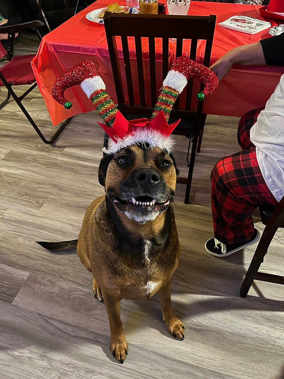 Bruno joined the competition — help win amazing prizes! dog, pet, holiday_hat, festive, christmas, brown_dog, smiling, indoor, flooring, wood_floor, table, tablecloth, chair, person, pants, plaid, shoe, celebration, decorations, happy_dog