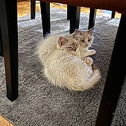 Amaretto Et Arès a rejoint le concours — aidez-le/la à gagner de superbes lots ! kitten, cat, feline, fluffy, snuggling, carpet, indoor, pets, cute, young, animal, resting, cozy, fur, whiskers, ears, floor, table_leg, domestic, companions