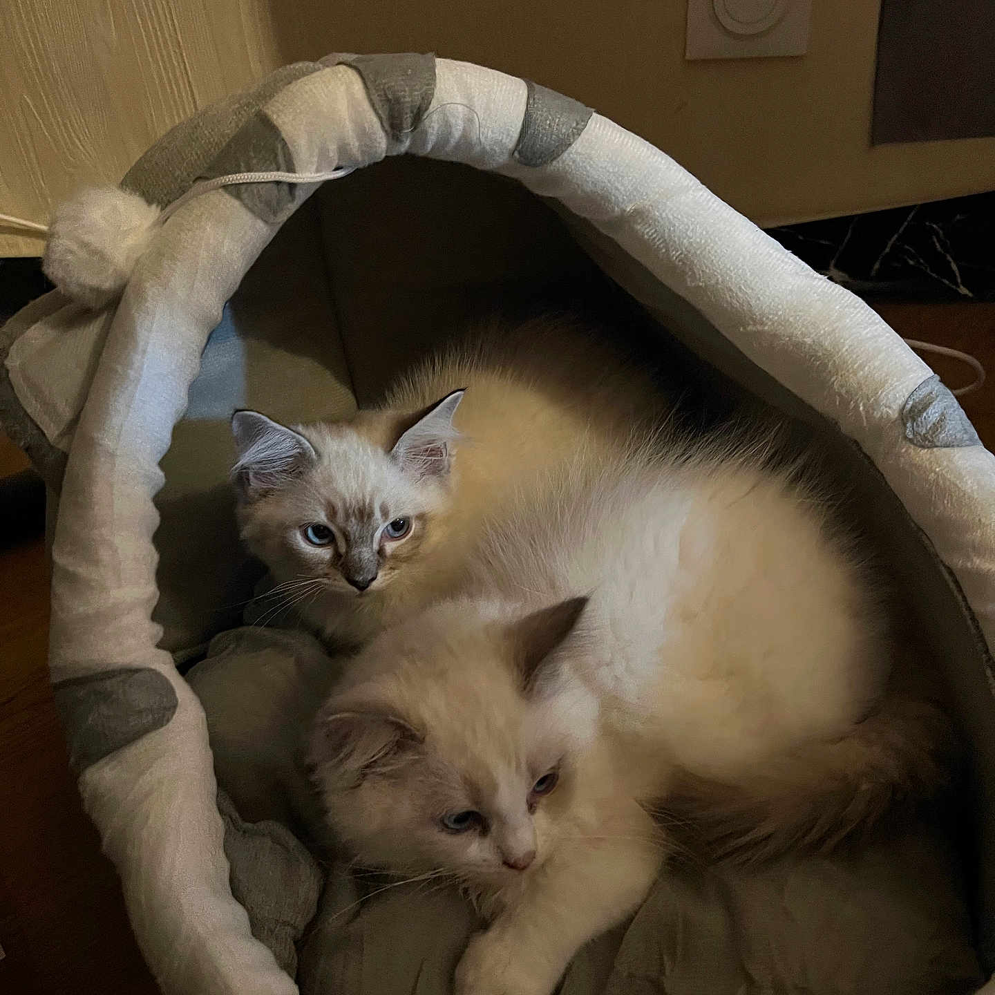 Amaretto Et Arès a rejoint le concours — aidez-le/la à gagner de superbes lots ! animal, cat, companion, cozy, curious, cute, domestic_cat, feline, fluffy, furry, home, indoor, kitten, pet_bed, resting, sleepy, snuggling, soft, two_cats, warm_lighting