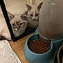 Amaretto Et Arès a rejoint le concours — aidez-le/la à gagner de superbes lots ! cat, kitten, mirror, reflection, pet_feeder, cat_food, floor, wooden_floor, blue_feeder, white_cat, fluffy_cat, indoor, home, feline, animal, cute, resting, looking, two_cats, domestic