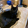 black_cat, cat, sink, bathroom, countertop, toiletries, bottle, mirror, tap, domestic_animal, pet, feline, relaxed, indoor, fur, whiskers, collar, blue_bell, curious, resting
