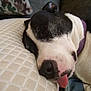 Emma is registered to the contest to win money with this photo: dog, sleeping, tongue_out, black_and_white, close_up, pillow, couch, pet, resting, fur, nose, collar, indoor, cute, animal, relaxation, cozy, face, snout, peaceful