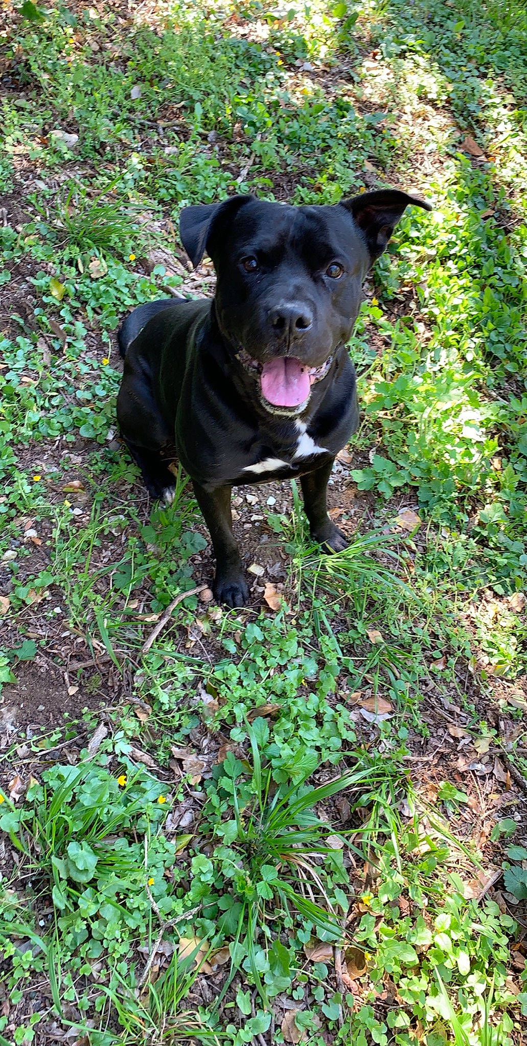 Dingo participe au concours pour gagner de l'argent avec cette photo : alaunt, american_pit_bull_terrier, canidae, carnivore, dog, dog_breed, fawn, flower, gladiolus, grass, mammal, molosser, non_sporting_group, patterdale_terrier, plant, rare_breed_dog, sporting_group, staffordshire_bull_terrier, terrier, vertebrate