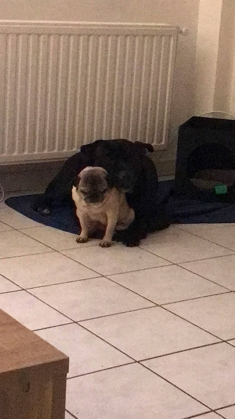 Dingo participe au concours pour gagner de l'argent avec cette photo : canidae, carnivore, companion_dog, dog, dog_breed, fawn, floor, non_sporting_group, pug, puppy, sporting_group, tail