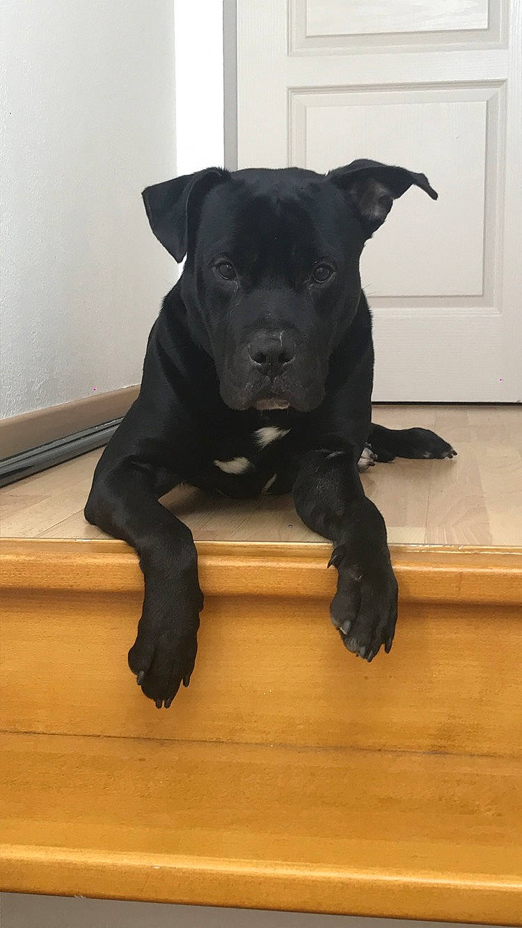 Dingo participe au concours pour gagner de l'argent avec cette photo : american_pit_bull_terrier, bandog, cane_corso, canidae, carnivore, companion_dog, dog, dog_breed, guard_dog, mammal, non_sporting_group, patterdale_terrier, puppy, rare_breed_dog, snout, sporting_group, staffordshire_bull_terrier, vertebrate