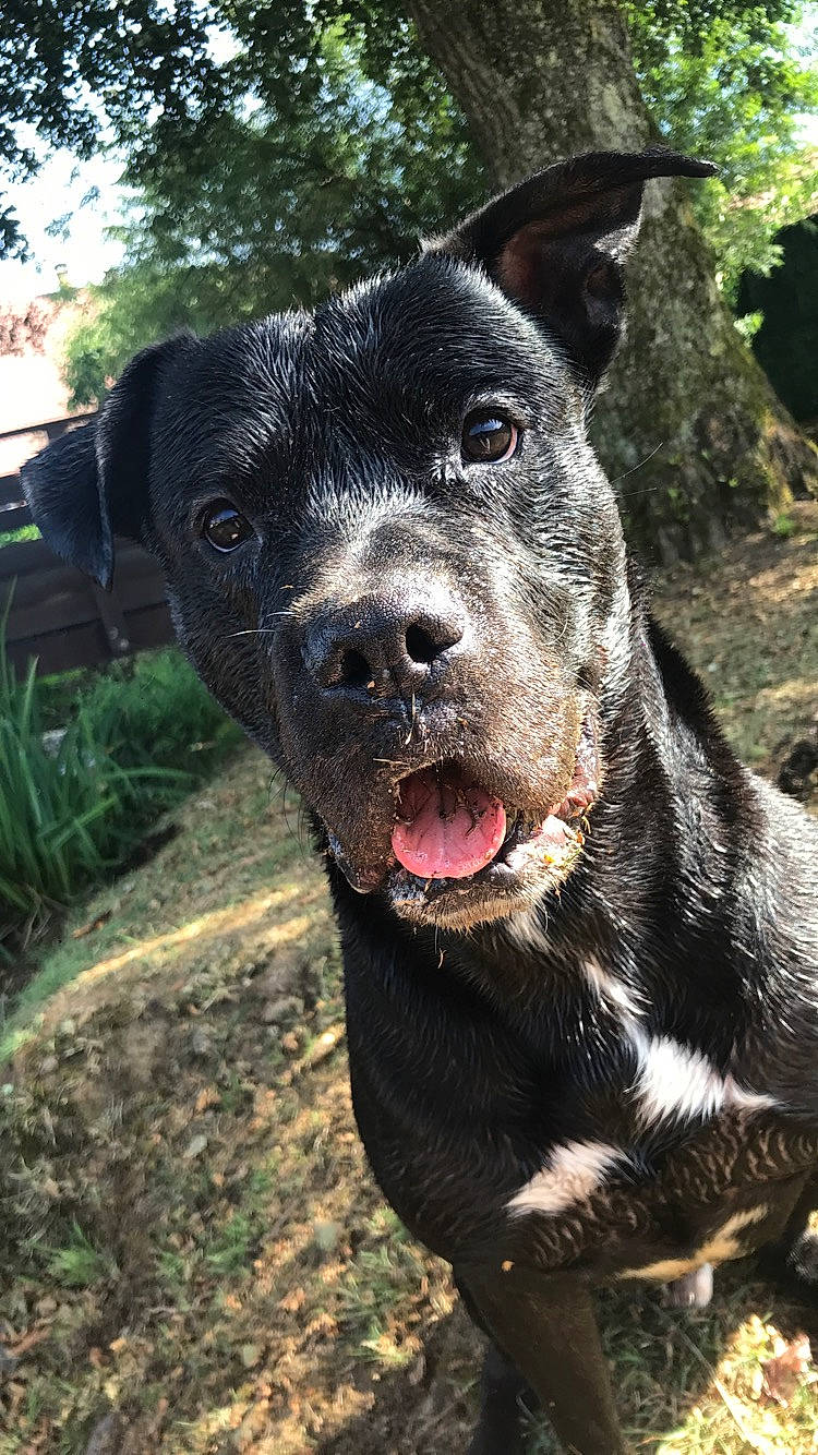 Dingo a rejoint le concours — aidez-le/la à gagner de superbes lots ! alano_espanol, alaunt, american_pit_bull_terrier, american_staffordshire_terrier, bandog, canidae, carnivore, catahoula_bulldog, dog, dog_breed, fawn, mammal, molosser, non_sporting_group, patterdale_terrier, rare_breed_dog, snout, sporting_group, staffordshire_bull_terrier, vertebrate