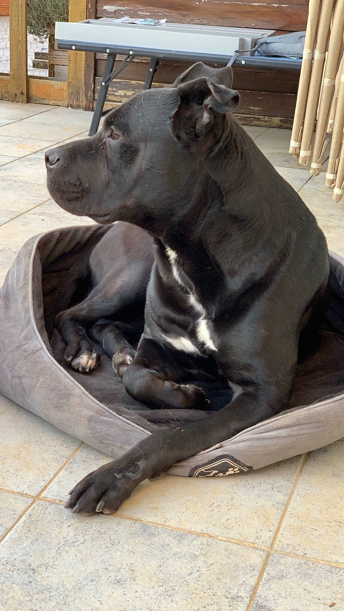 Dingo participe au concours pour gagner de l'argent avec cette photo : american_pit_bull_terrier, american_staffordshire_terrier, ancient_dog_breeds, art, bandog, cane_corso, canidae, carnivore, dog, dog_breed, fawn, guard_dog, non_sporting_group, sculpture, snout, statue
