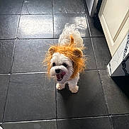 Toby joined the competition — help win amazing prizes! dog, white_dog, costume, lion_mane, pet, animal, tongue_out, excited, playful, indoor, kitchen, tile_floor, small_dog, fur, cute, adorable, standing, looking_up, pet_costume, funny