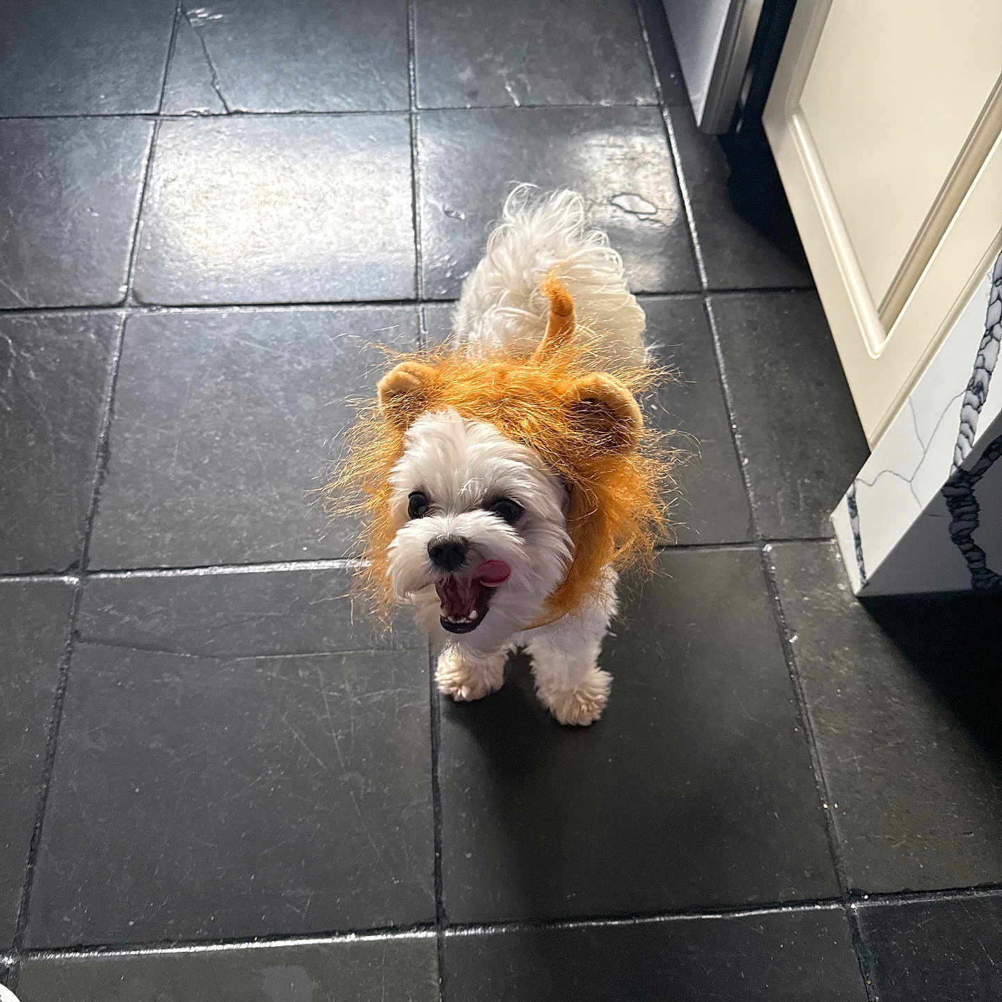 Toby joined the competition — help win amazing prizes! adorable, animal, costume, cute, dog, excited, funny, fur, indoor, kitchen, lion_mane, looking_up, pet, pet_costume, playful, small_dog, standing, tile_floor, tongue_out, white_dog