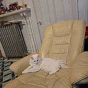 Snowball joined the competition — help win amazing prizes! animal, cat, chair, cozy, domestic, door, floor, fur, furniture, home, indoor, leather_chair, mantelpiece, pet, quiet, radiator, relaxing, resting, tile_floor, white_cat