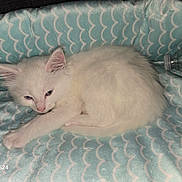 Snowball joined the competition — help win amazing prizes! aqua, bed, blanket, cat, close_up, cozy, ear, fur, indoor, kitten, paw, pet, plastic_bottle, resting, scallop_pattern, sleepy, soft, texture, water_bottle, white_cat