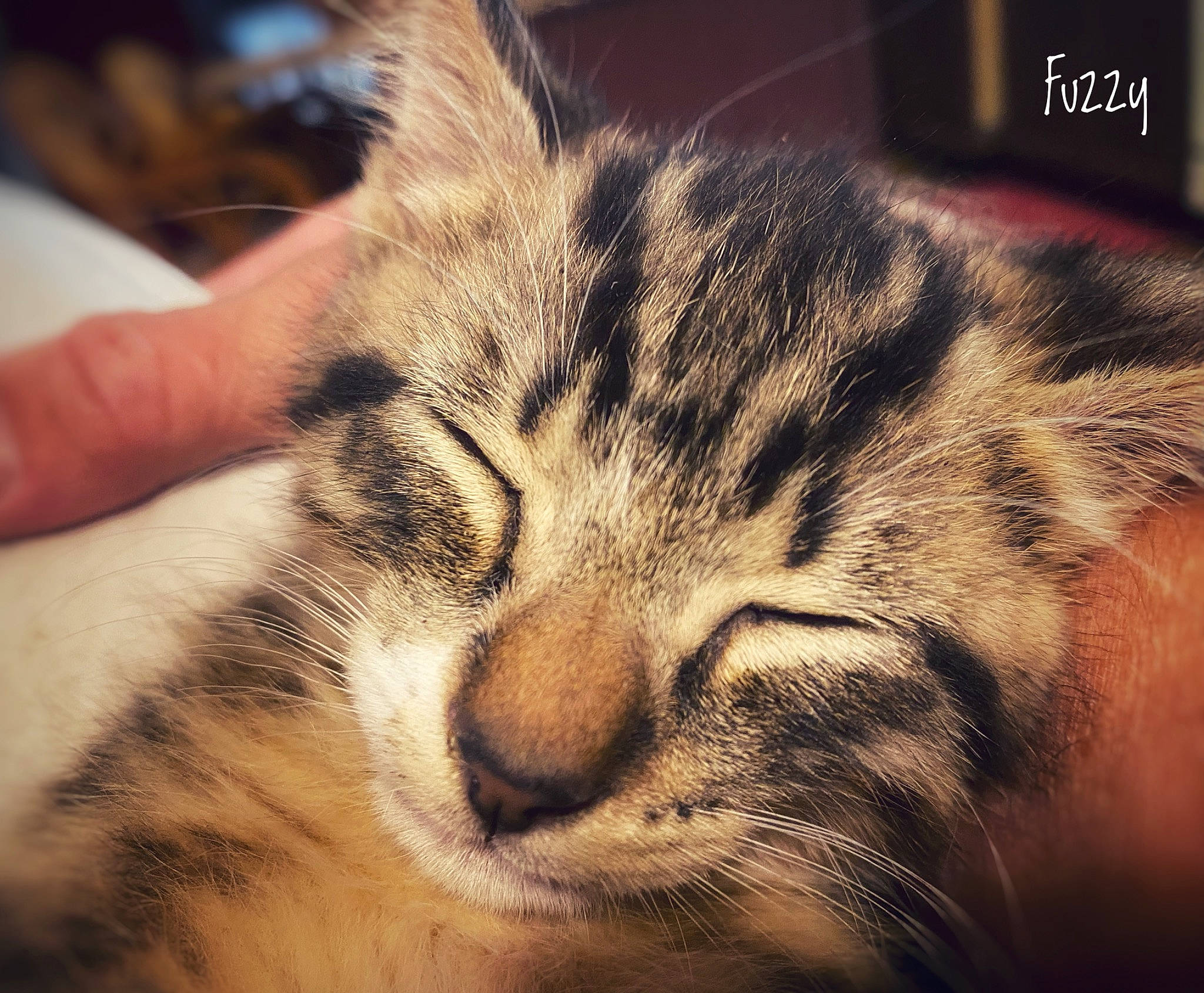 Fuzzy is registered to the contest to win money with this photo: carnivore, cat, cloud, comfort, domestic_short_haired_cat, felidae, fur, hand, nap, paw, photo_caption, sky, sleep, small_to_medium_sized_cats, snout, square, tail, terrestrial_animal, whiskers, wildlife