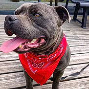 Karma a rejoint le concours — aidez-le/la à gagner de superbes lots ! dog, bandana, gray_dog, tongue_out, wooden_deck, person, bench, grass, outdoor, pet, happy, canine, background, leash, fence, sunny, social_media, screenshot, app_ui, smiling