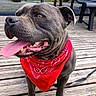 dog, bandana, gray_dog, tongue_out, wooden_deck, person, bench, grass, outdoor, pet, happy, canine, background, leash, fence, sunny, social_media, screenshot, app_ui, smiling