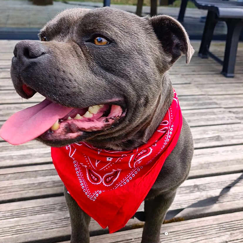 Karma a rejoint le concours — aidez-le/la à gagner de superbes lots ! dog, bandana, gray_dog, tongue_out, wooden_deck, person, bench, grass, outdoor, pet, happy, canine, background, leash, fence, sunny, social_media, screenshot, app_ui, smiling