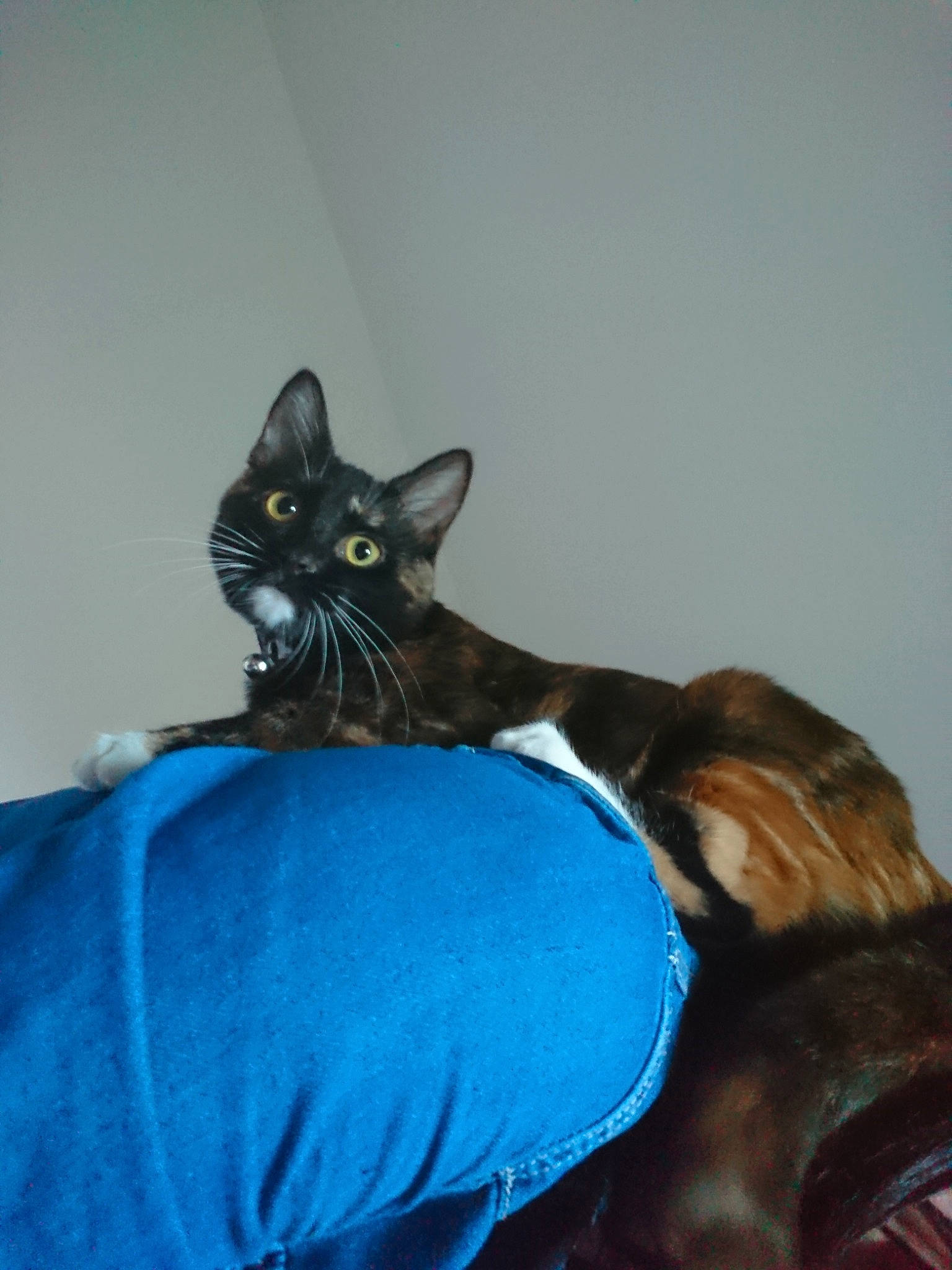 Nala participe au concours pour gagner de l'argent avec cette photo : asian, blue, carnivore, cat, domestic_short_haired_cat, felidae, fur, german_rex, kitten, ojos_azules, small_to_medium_sized_cats, tail, whiskers