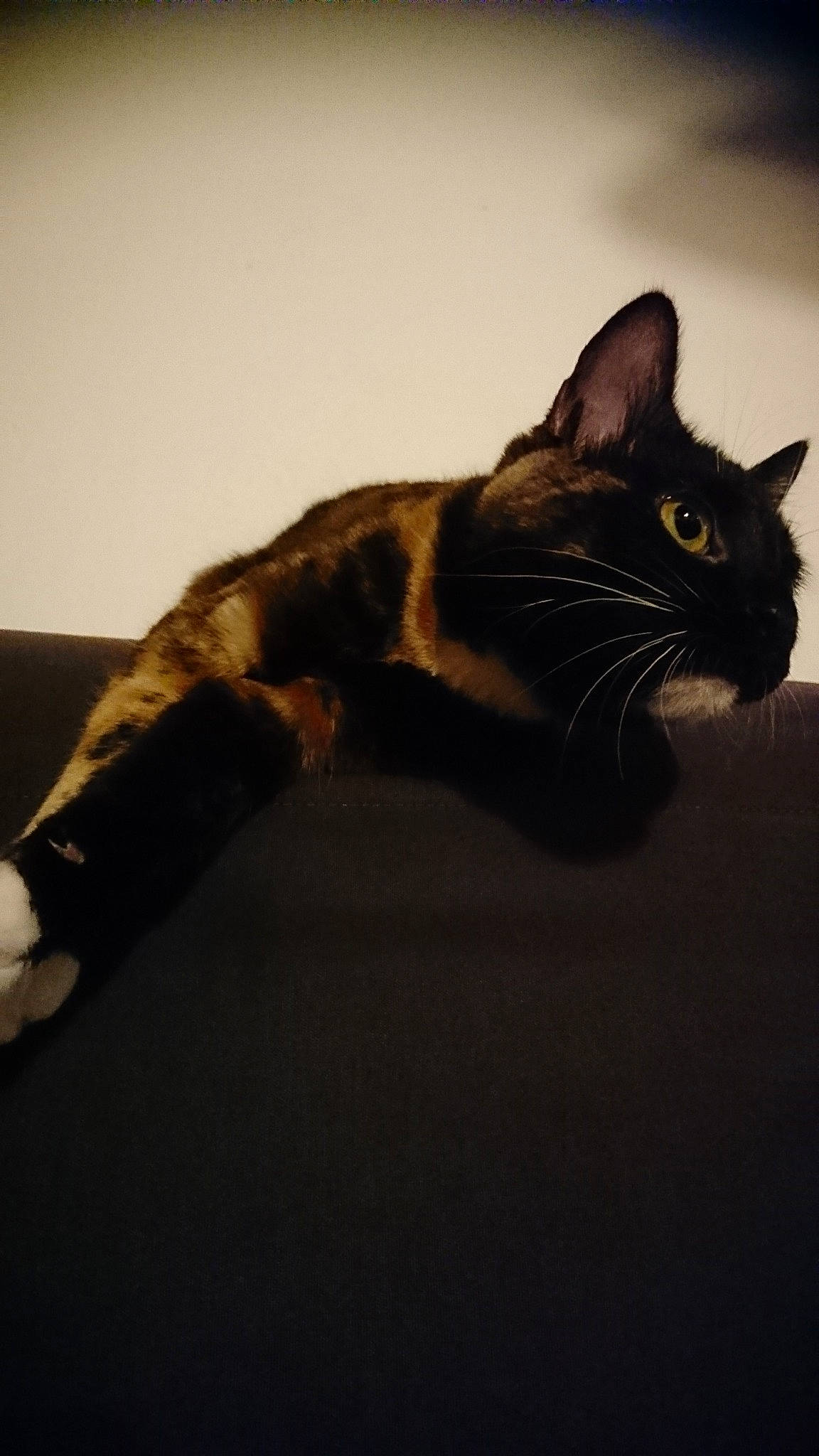 Nala participe au concours pour gagner de l'argent avec cette photo : american_shorthair, asian, black_cat, carnivore, cat, domestic_short_haired_cat, ear, european_shorthair, eye, felidae, fur, kitten, mammal, small_to_medium_sized_cats, tail, whiskers