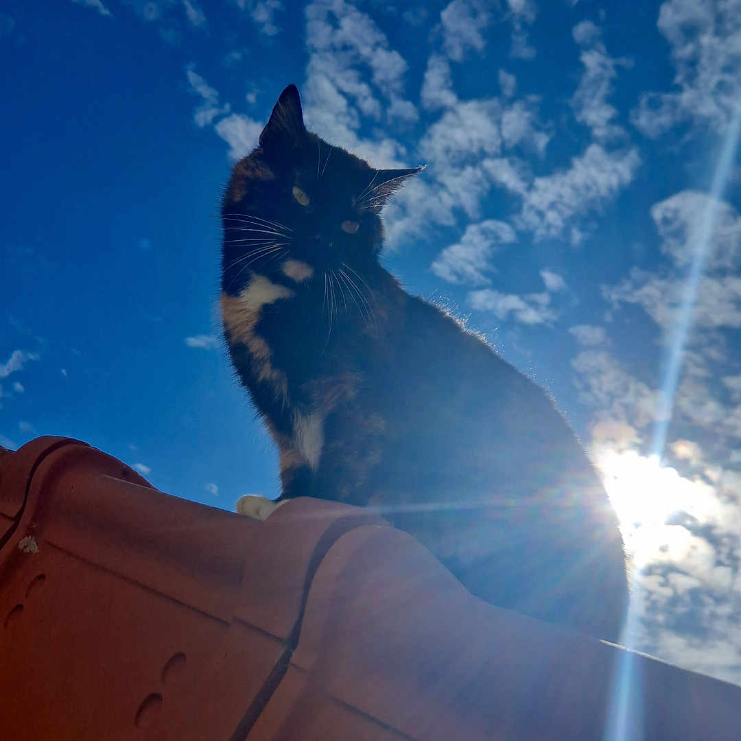 Nala participe au concours pour gagner de l'argent avec cette photo : animal, architecture, blackcat, building, cat, cloud, flare, house, housing, kitten, light, manx, nature, outdoors, pet, sky, sun, sunlight, sunrise, sunset