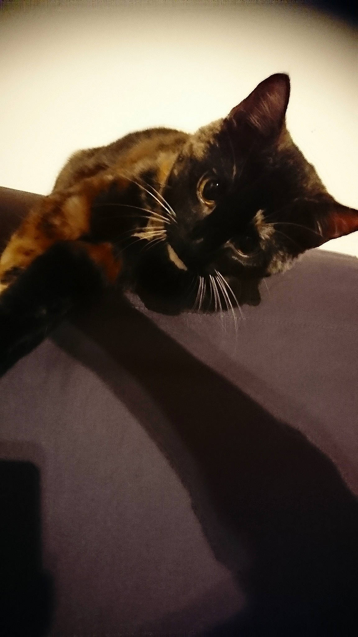 Nala participe au concours pour gagner de l'argent avec cette photo : asian, black_cat, burmese, carnivore, cat, domestic_short_haired_cat, ear, felidae, fur, havana_brown, kitten, sky, small_to_medium_sized_cats, snout, tail, whiskers