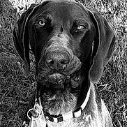 Ruben a rejoint le concours — aidez-le/la à gagner de superbes lots ! dog, portrait, black_and_white, grass, outdoor, close_up, floppy_ears, large_dog, collar, tag, nose, eyes, fur, sitting, serious, animal, pet, nature, monochrome, photography