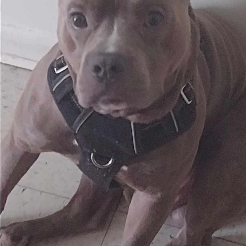 Rebel joined the competition — help win amazing prizes! accessories, animal, belt, bostonbull, boxer, bulldog, canine, collar, dog, frenchbulldog, halter, harness, pet, pitbull, policedog, puppy, snout, strap