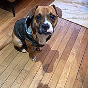 Vador participe au concours pour gagner de l'argent avec cette photo : accessories, animal, boxer, bulldog, canine, dog, frenchbulldog, hardwood, hound, indoors, interiordesign, jewelry, person, pet, pitbull, plywood, puppy, ring, stainedwood, wood