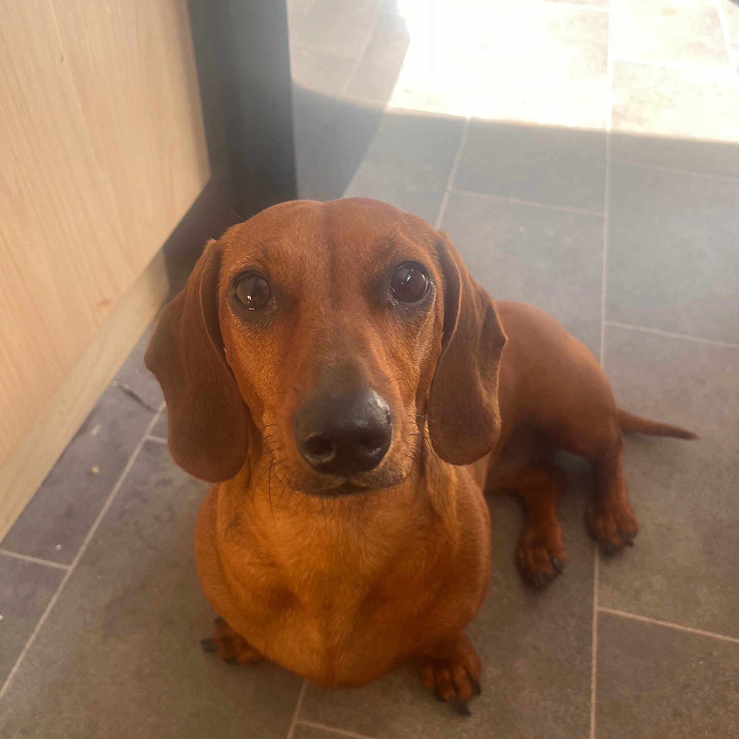 Roxy joined the competition — help win amazing prizes! accessories, animal, beagle, canine, dog, door, flagstone, hardwood, hound, indoors, interiordesign, labradorretriever, mat, pebble, pet, pointer, puppy, snout, tile, wood