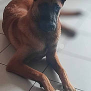 Aïko a rejoint le concours — aidez-le/la à gagner de superbes lots ! dog, brown_dog, large_ears, lying_down, front_paws, tiled_floor, indoor, blurred_background, calm, pet, animal, domestic, canine, fur, snout, ears, floor, cloth, resting, quiet