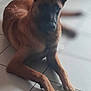 dog, brown_dog, large_ears, lying_down, front_paws, tiled_floor, indoor, blurred_background, calm, pet, animal, domestic, canine, fur, snout, ears, floor, cloth, resting, quiet