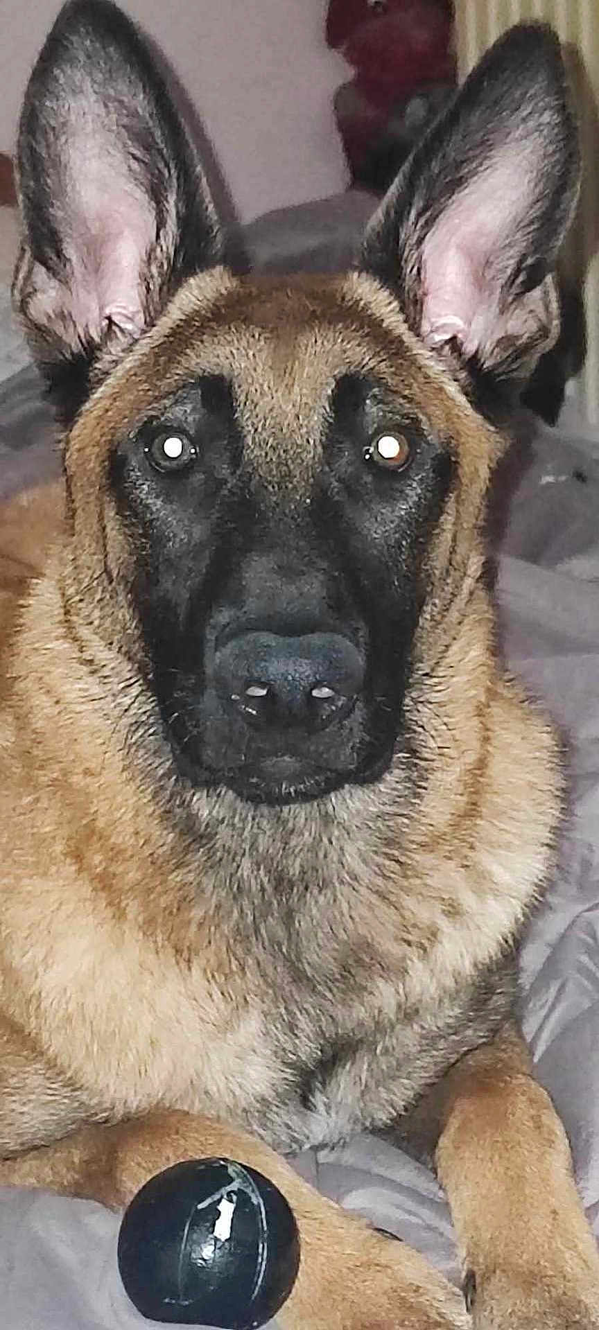 Aïko a rejoint le concours — aidez-le/la à gagner de superbes lots ! dog, german_shepherd, pet, animal, bed, toy, ball, ears, fur, face, paw, indoor, close_up, looking, alert, canine, domestic, cute, laying, resting