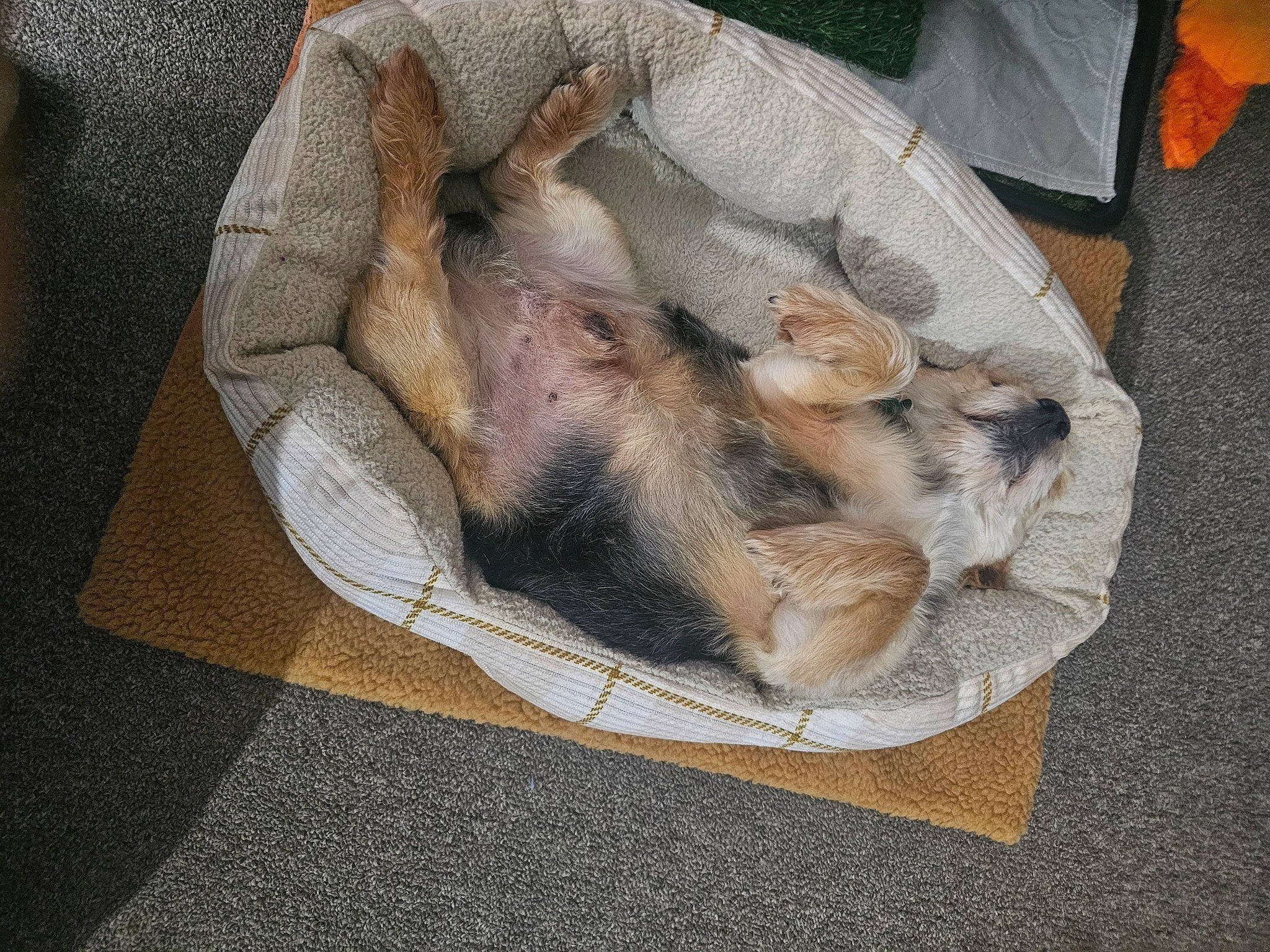 Buggah Boo is registered to the contest to win money with this photo: canidae, carnivore, comfort, companion_dog, dog_breed, fawn, felidae, fur, linens, nap, pet_supply, sleep, small_to_medium_sized_cats, sporting_group, whiskers