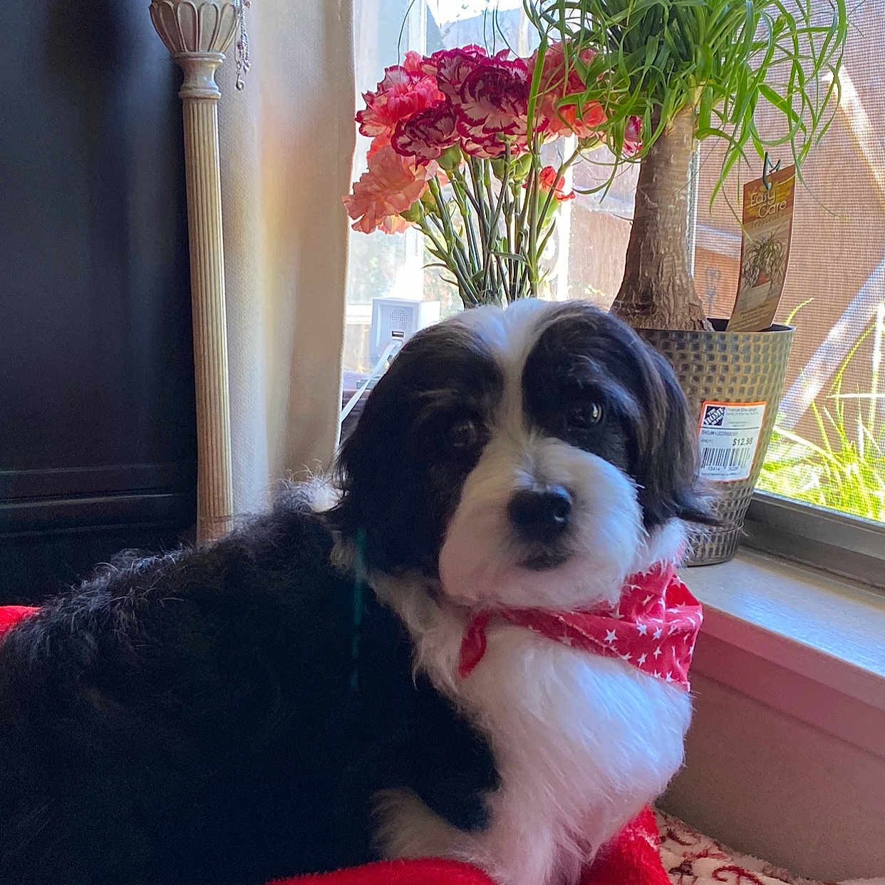 Niko is registered to the contest to win money with this photo: animal, architecture, building, canine, couch, dog, flower, flowerarrangement, flowerbouquet, furniture, geranium, indoors, jar, livingroom, pet, plant, planter, pottedplant, pottery, vase