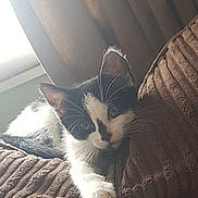 Dotty is registered to the contest to win money with this photo: animal, black_and_white, cat, couch, cozy, curtains, cute, fur, furniture, home, indoor, kitten, light, paw, pet, relaxed, resting, texture, whiskers, window