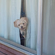 Charlie joined the competition — help win amazing prizes! animal, collar, curtains, dog, ears, fluffy, fur, glass, house, indoor, light, nose, peeking, pet, playful, small_dog, tag, white_curtains, window, window_sill