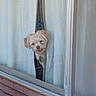 dog, window, curtains, pet, indoor, fluffy, small_dog, peeking, white_curtains, glass, playful, animal, house, window_sill, light, nose, ears, fur, collar, tag