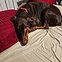 dog, doberman, bed, pillow, red_pillow, beige_sheet, pet, indoor, resting, sleepy, fur, collar, animal, cute, canine, relaxed, domestic_animal, bedroom, furniture, lying_down