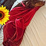 dog, blanket, bed, sleeping, collar, cage, indoor, resting, red, white, cozy, pet, fur, animal, household, comfort, relaxation, sunflower, decor, calm