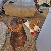 Ginger is registered to the contest to win money with this photo: doberman, small_dog, stuffed_toy, carpet, couch, pillows, dog_bed, living_room, pet_toys, floor, furniture, indoor, animal, canine, cute, pet, playful, relaxed, cozy, companion