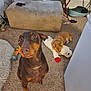 doberman, small_dog, stuffed_toy, carpet, couch, pillows, dog_bed, living_room, pet_toys, floor, furniture, indoor, animal, canine, cute, pet, playful, relaxed, cozy, companion