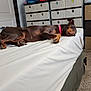 dog, doberman, bed, sleeping, collar, stuffed_animals, dresser, carpet, room, furniture, indoor, relaxed, pet, animal, sleep, white_bed_sheet, brown_dog, pink_collar, plush_toys, resting