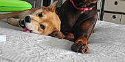 Ginger joined the competition — help win amazing prizes! dog, bed, indoor, brown_dog, tan_dog, pet, canine, furniture, room, resting, lying_down, collar, door, drawer, white_bedspread, cute, animal, domestic, two_dogs, relaxed