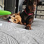 dog, bed, indoor, brown_dog, tan_dog, pet, canine, furniture, room, resting, lying_down, collar, door, drawer, white_bedspread, cute, animal, domestic, two_dogs, relaxed